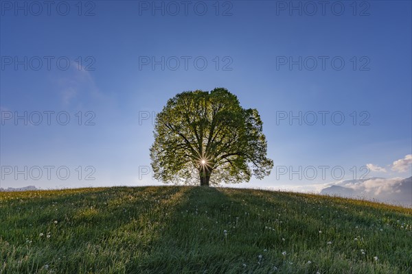 Peace lime tree