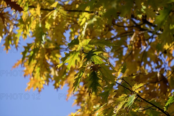 Autumnal discoloured leaves of the northern red oak