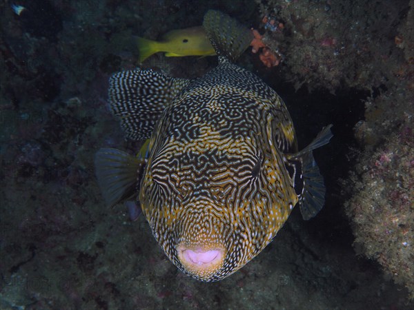 Portrait of map puffer