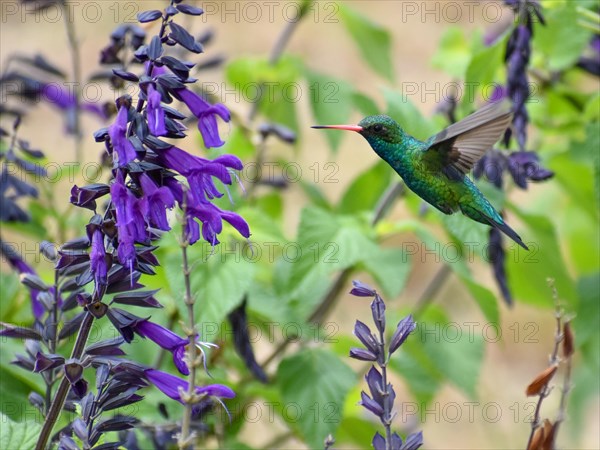 A glittering-bellied emerald