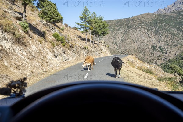 View through the windscreen of cows on a Corsican mountain road