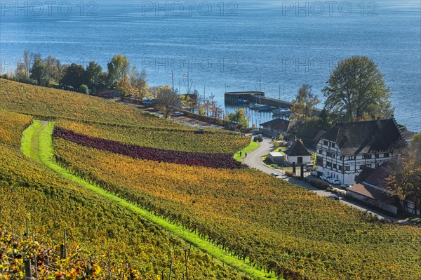 Rebgut Haltnau with Haltnau marina and vineyards in autumn