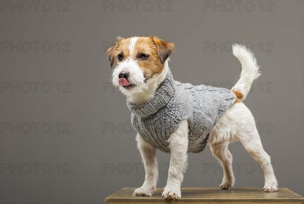 Charming Jack Russell posing in a studio in a warm gray sweater.