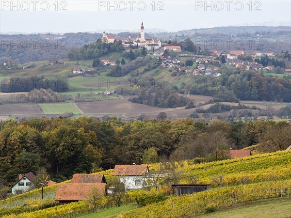 Vineyards in autumn