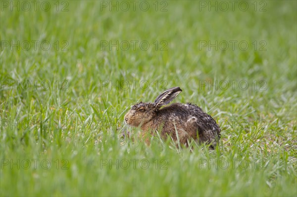 European brown hare