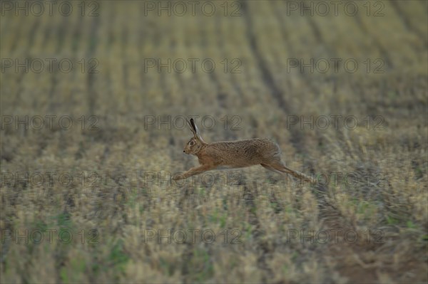 European brown hare