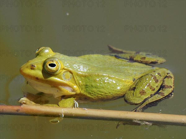 Pool frog