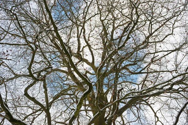 Branched branches of an old copper beech or copper beech