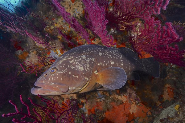 Dusky grouper