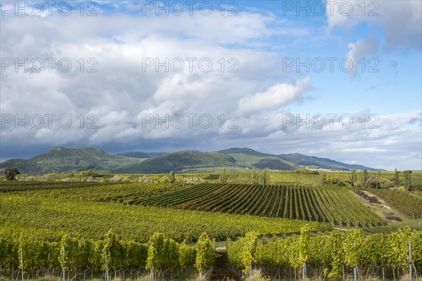 View over vineyards to the Palatinate Forest