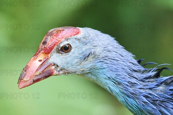 Western swamphen