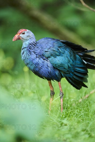 Western swamphen