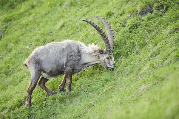 Alpine ibex