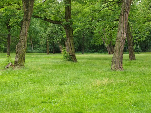 Trees in a park