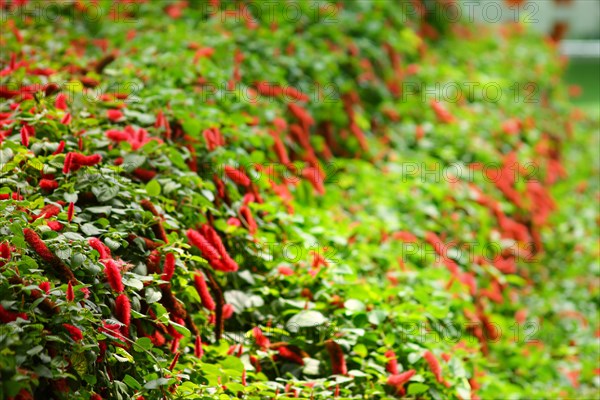 Vivid red flowers and chili peppers intertwine in lush greenery