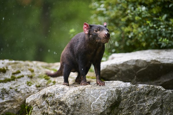 Tasmanian devil