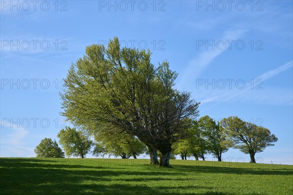 Wind beeches in spring