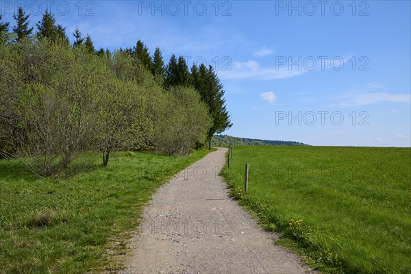 A peaceful path leads through a spring-like landscape with green grass and a clear blue sky