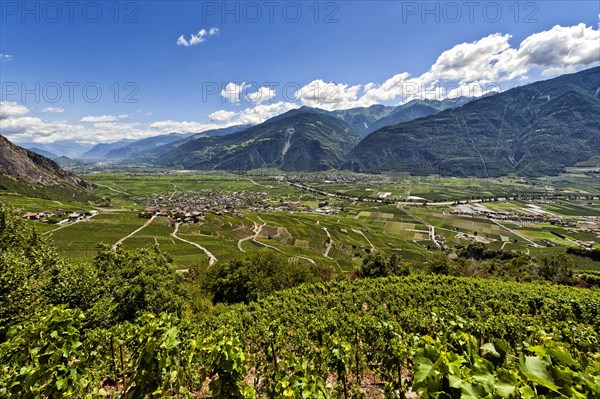 Vines on the steep slopes in Fully