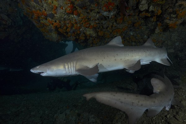 Sand tiger shark