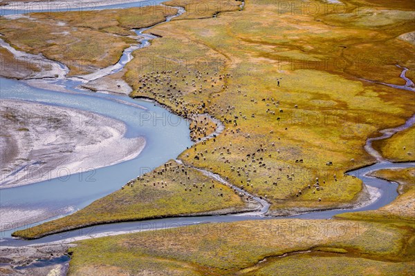 Changthangi or Changpa goats grazing at a river basin near Hanle