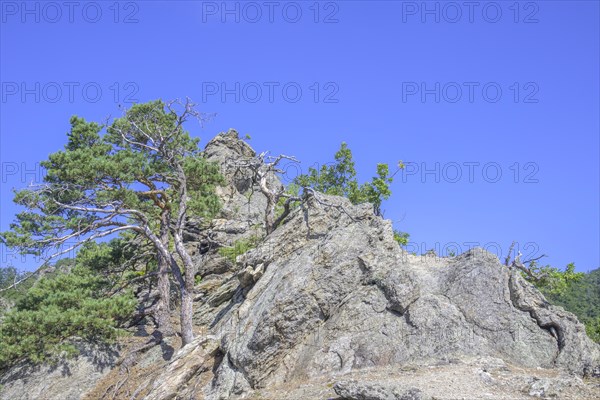 Pines and rock formations on the Vogelbergsteig