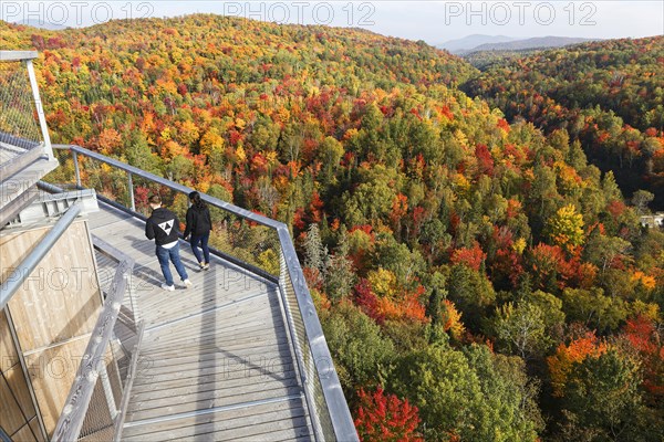 Tree top walkway in autumn