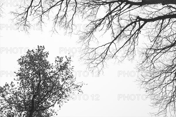 Branched branches of an old and a young English oak