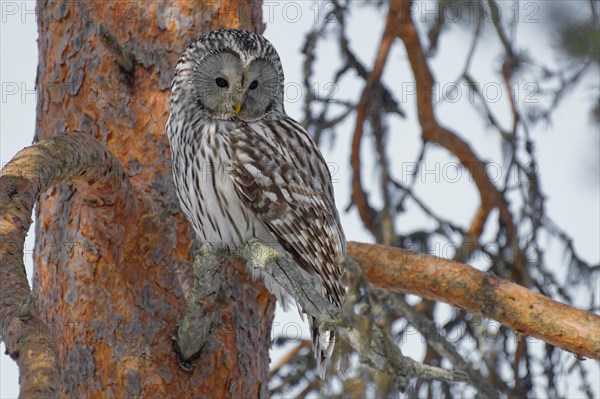 Ural owl