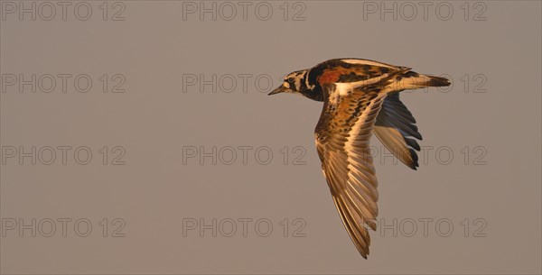 Ruddy turnstone