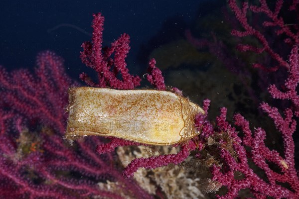 Egg capsule of nursehound