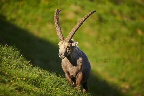 Alpine ibex