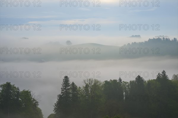 Morning mist gently envelops the hilly landscape and trees in a tranquil atmosphere