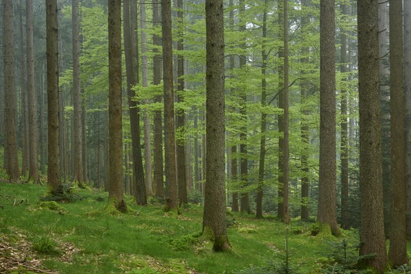 Foggy fir forest with moss-covered ground and natural light