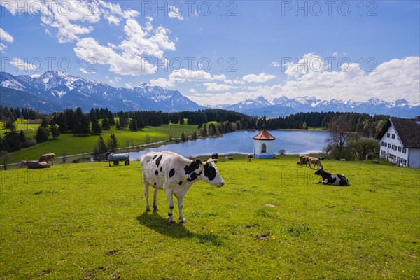 Cows on the pasture