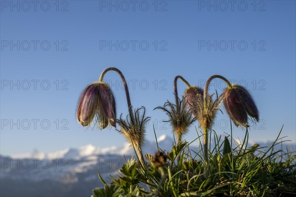 Alpine pasqueflower