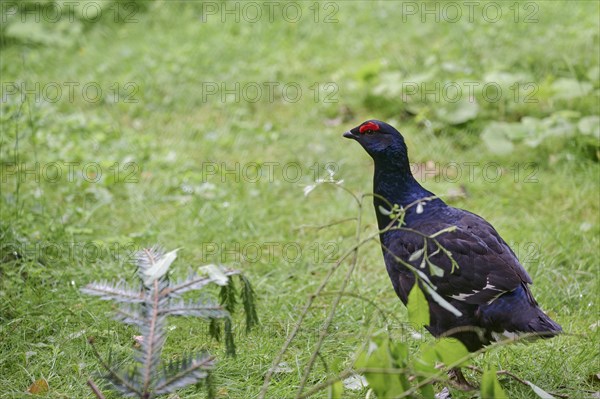 Black grouse