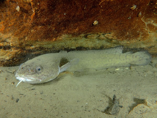 A giant burbot