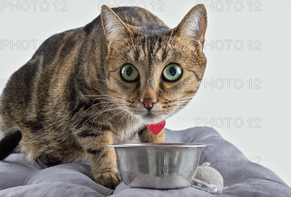 Shy Bengal cat with green eyes eats dry food from a metal bowl.
