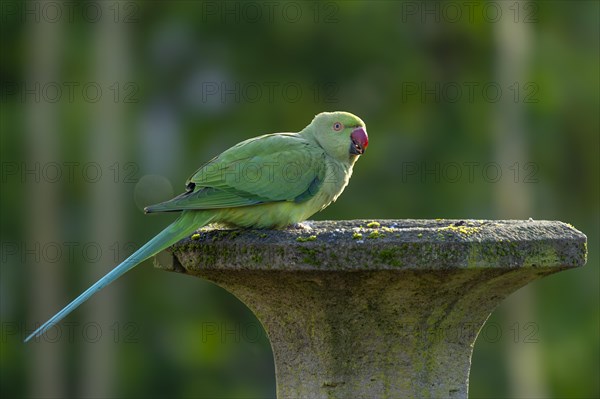 Rose-ringed parakeet