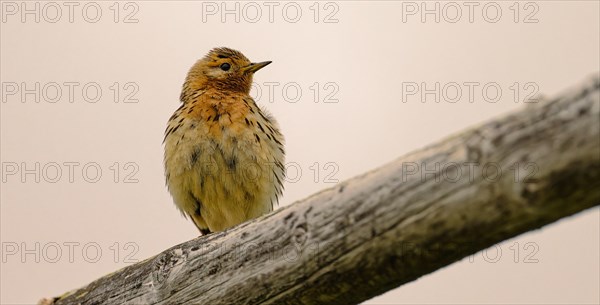 Red-throated pipit