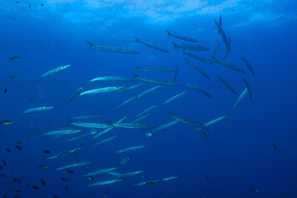 School of fish