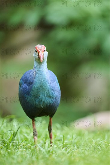 Western swamphen