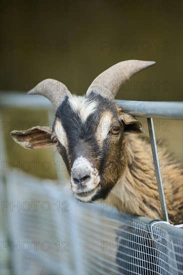 Domestic goat