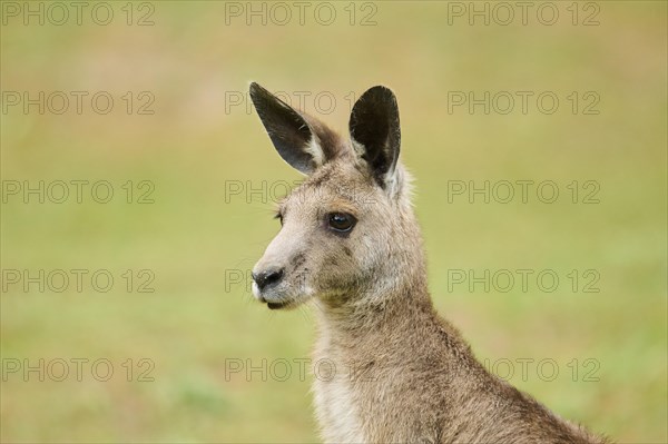 Western grey kangaroo