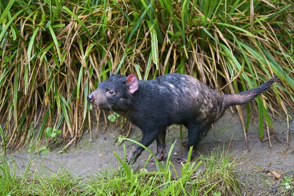 Tasmanian devil