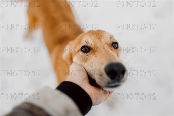 Cute red homeless mongrel looks with kind eyes at a person in an animal shelter