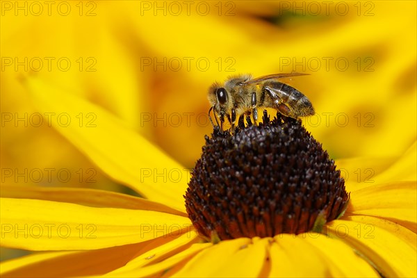 European honey bee