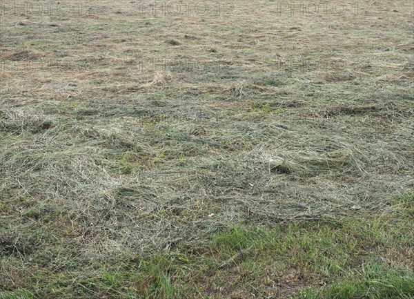 Freshly cut hay