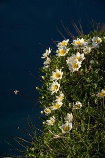 White dryad